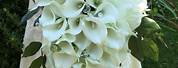 Cascading Calla Lily Wedding Bouquet