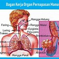 Cara Kerja Sistem Pernapasan Pada Manusia