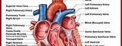 Cardiovascular System Anatomy and Physiology