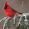 Cardinal On Snowy Branch