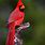 Cardinal Bird Photography