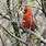 Cardinal Songbird