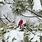 Cardinal in Pine Tree