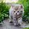 Cat Cute Baby Animal Wallpapers