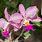 Cattleya Orchid Flower