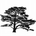 Cedar Tree Branch Silhouette