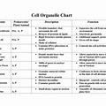 Cell Organelle Functions Chart