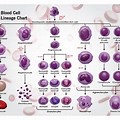 Cell Lines Chart