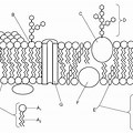 Cell Membrane Diagram Unlabeled