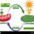 Cell Respiration and Photosynthesis Diagram