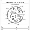 Cell Unlabeled Worksheet