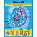 Cell and Molecular Biology Chart