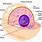 Cellular Components