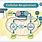 Cellular Respiration Overview Diagram