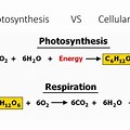 Cellular Respiration and Photosynthesis Chemical Composition