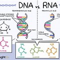 Chemical Structure of DNA and RNA