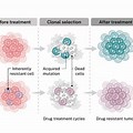 Chemo Drug BCG