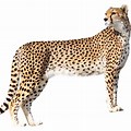 Cheetah Clip Art Transparent Background