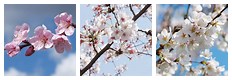 Cherry Blossom Flower Tree Branch