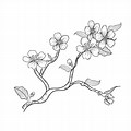 Cherry Blossom Line Art