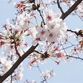 Cherry Blossom Tree Branches