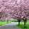 Cherry Blossom Tree Garden