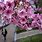 Cherry Blossom Tree Leaves