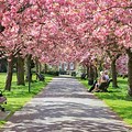 Cherry Blossom Tree Park