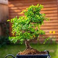 Chinese Elm Bonsai Tree Care