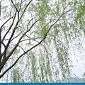 Chinese Willow