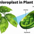 Chloroplast On Leaf with Sun in Background Image