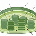 Chloroplast Diagram No Labels