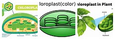 Chloroplast Drawing for Kids