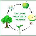 Ciclo De Vida Plantas