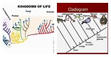 Cladogram of the 6 Kingdoms of Evolution