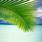 Coconut Palm Tree Leaves