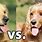 Cocker Spaniel vs Golden Retriever