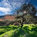 Coastal Oak Tree Images