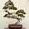 Cool Bonsai Trees