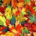 Color of Autumn Leaf