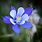 Colorado Blue Columbine Flower