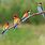 Colorful Birds On Branch