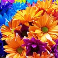 Colorful Bright Colored Flowers