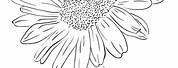 Coloring Pics of Daisy Flowers