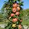 Columnar Apple Trees