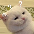 Confused Baby Cat Meme