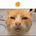 Confused Ginger Cat Meme