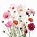 Cosmos Flower PNG