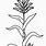 Corn Plant Coloring Page