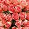 Coral Colored Roses